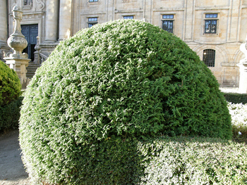 Siepe Giardino