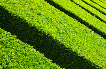 Siepi per giardino